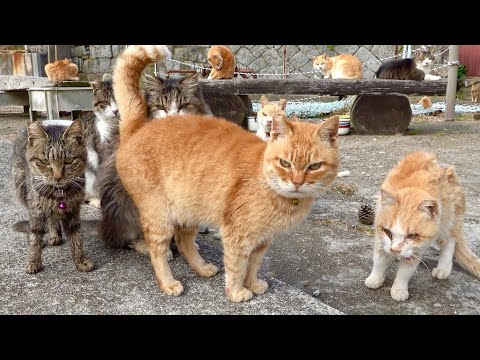 日本で人気の猫島×猫旅館🐱猫が部屋まで来てくれる猫旅館・松楽旅館｜島民より猫が多い島・田代島｜あと数年で猫が絶滅する猫島・青島