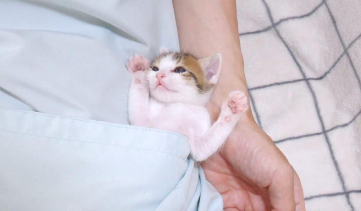 子猫がかわいすぎる事になってました【赤ちゃん猫　保護猫】