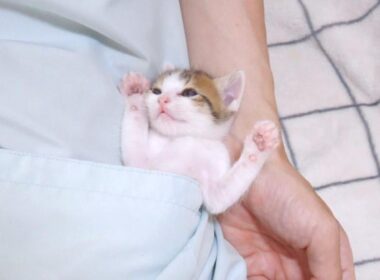 子猫がかわいすぎる事になってました【赤ちゃん猫　保護猫】