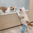 保護した生後1か月の子猫と先住猫が初対面したらお互いの反応が可愛すぎました…笑