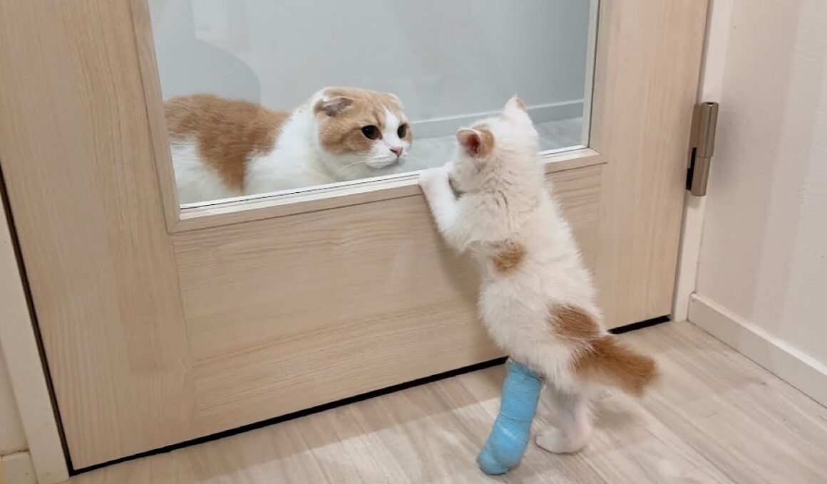 保護した生後1か月の子猫と先住猫が初対面したらお互いの反応が可愛すぎました…笑