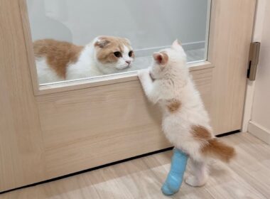 保護した生後1か月の子猫と先住猫が初対面したらお互いの反応が可愛すぎました…笑