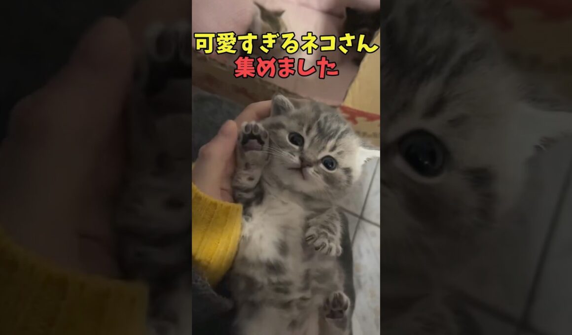 絶対みんなに優しくなる猫映像#猫　#猫のいる暮らし　#猫動画　#ねこ　#可愛い　#かわいい　#可愛すぎる　#2ch　#癒し　#ペット　#動物　#2ch 　#shorts
