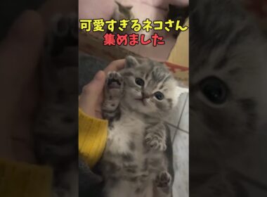 絶対みんなに優しくなる猫映像#猫　#猫のいる暮らし　#猫動画　#ねこ　#可愛い　#かわいい　#可愛すぎる　#2ch　#癒し　#ペット　#動物　#2ch 　#shorts
