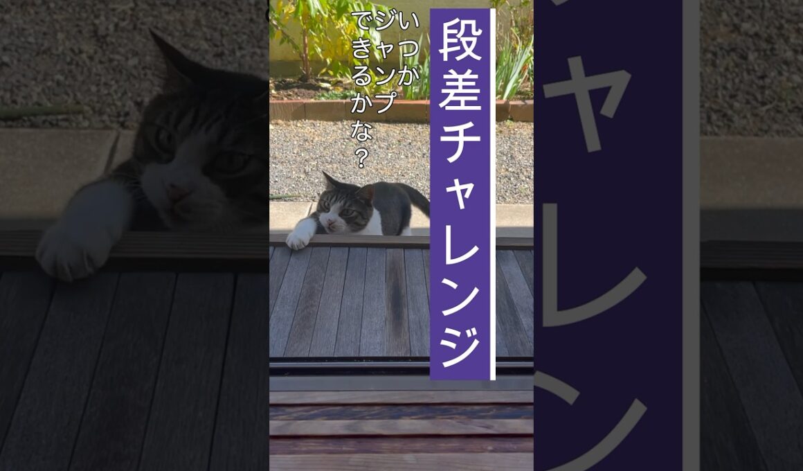 寝たきりから復活したよ！今はジャンプ練習中！#四肢麻痺 #リハビリ #fip #ねこ #shorts