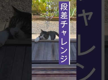 寝たきりから復活したよ！今はジャンプ練習中！#四肢麻痺 #リハビリ #fip #ねこ #shorts