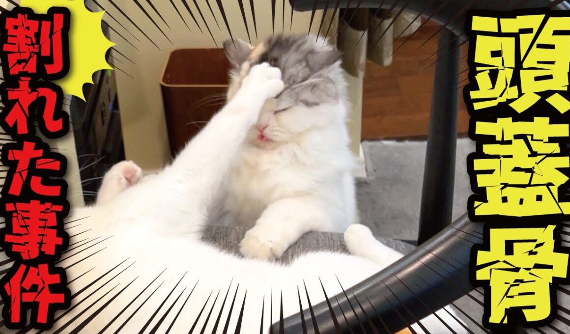 頭蓋骨割れてもぉたぁぁぁぁぁああああああああああ！！！