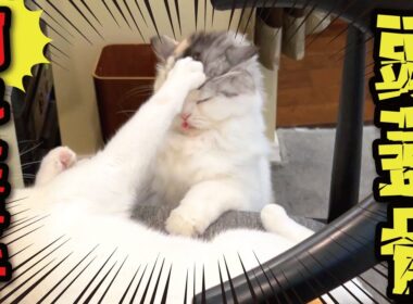 頭蓋骨割れてもぉたぁぁぁぁぁああああああああああ！！！