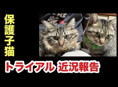 里親さんからの近況報告（保護子猫トライアル）