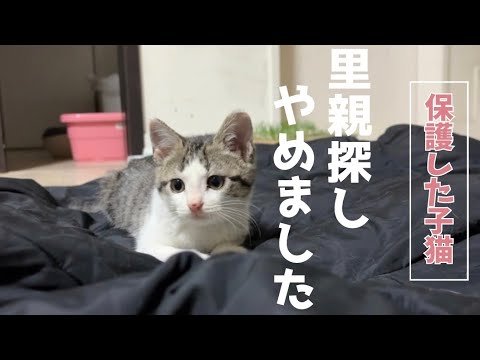 子猫の里親探し、やめました