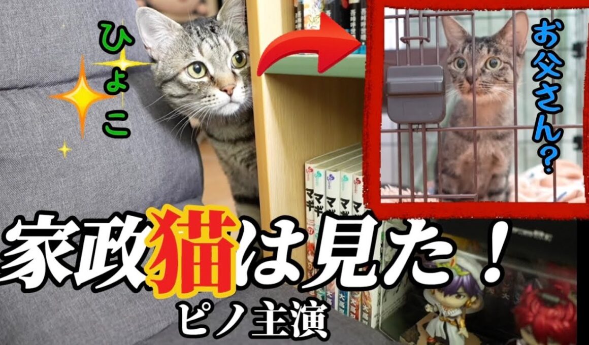 【保護して5日目の子猫】あう〜❤️とお喋りするから、こうなった‼️元野良猫のピノにそっくりに❣️#保護猫