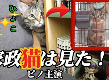 【保護して5日目の子猫】あう〜❤️とお喋りするから、こうなった‼️元野良猫のピノにそっくりに❣️#保護猫
