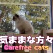 バーマン猫ウリとガブとラフ【気ままな方々】Carefree cats（バーマン猫）Birman/Cat