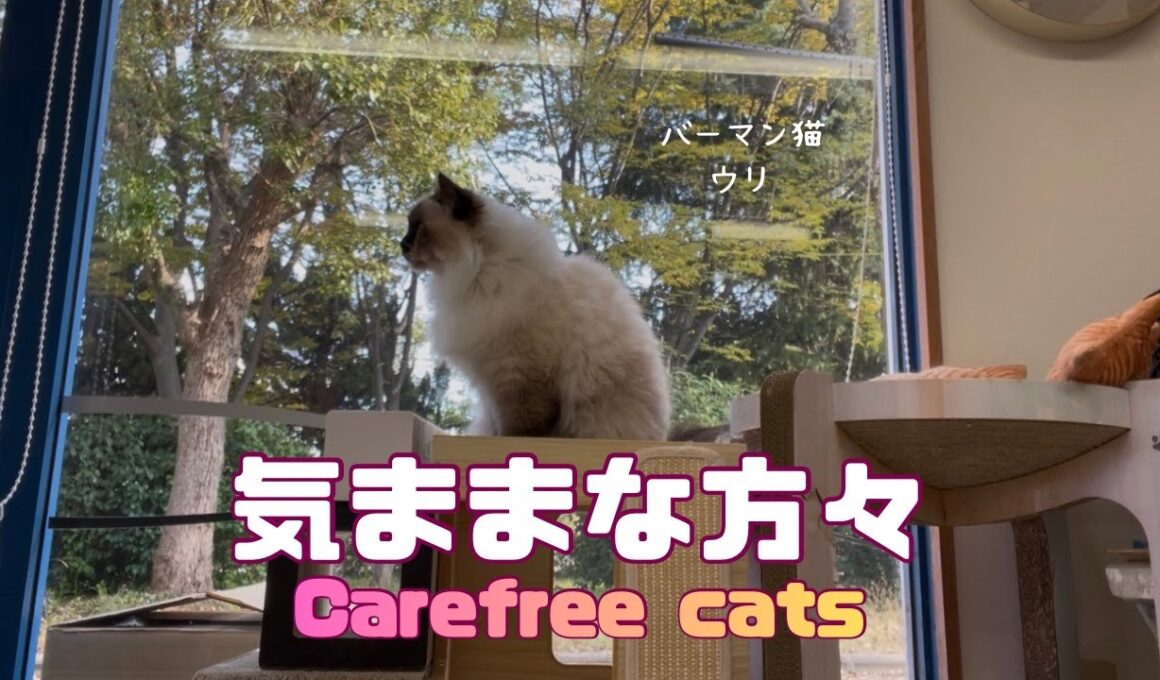 バーマン猫ウリとガブとラフ【気ままな方々】Carefree cats（バーマン猫）Birman/Cat