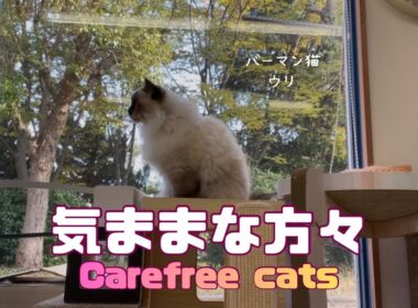 バーマン猫ウリとガブとラフ【気ままな方々】Carefree cats（バーマン猫）Birman/Cat