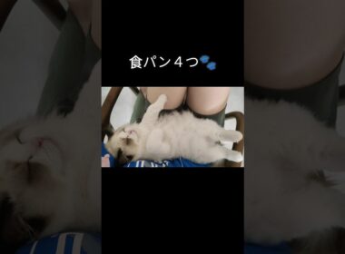 #shorts #ラグドール #子猫 #猫のいる生活 #甘えん坊猫 #ぬいぐるみ猫