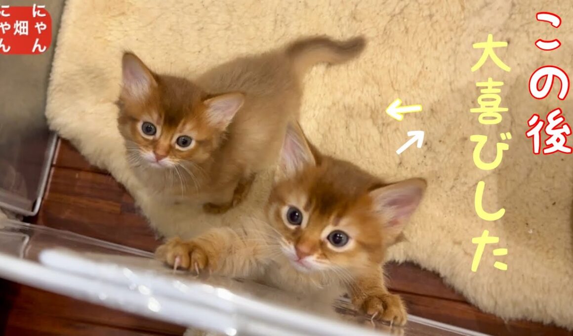 赤ちゃんソマリ猫❣️大喜びした訳❤️母ちゃん癒されたよ…