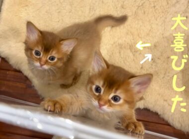 赤ちゃんソマリ猫❣️大喜びした訳❤️母ちゃん癒されたよ…