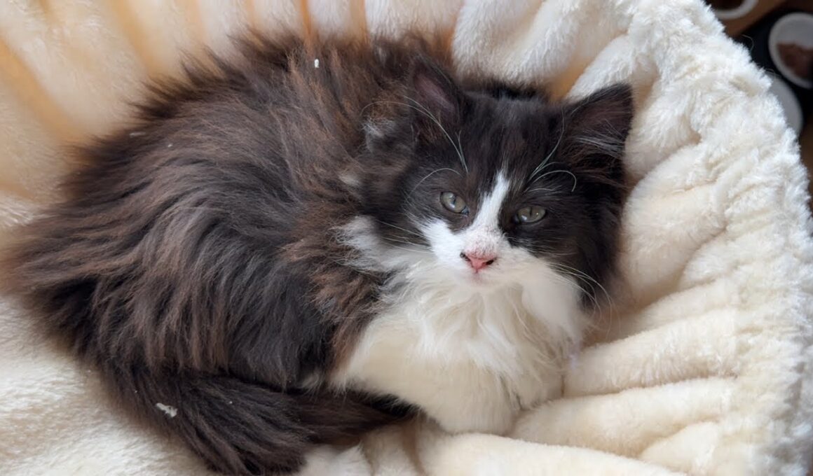 長毛子猫の金ちゃん&さだちゃんのお別れLIVE配信💧