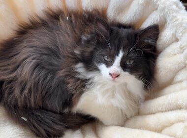 長毛子猫の金ちゃん&さだちゃんのお別れLIVE配信💧