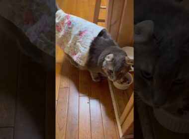 ニャジラ現る #ねこ動画 #アメリカンカール