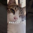 【保護猫】子供のいる家猫の一日