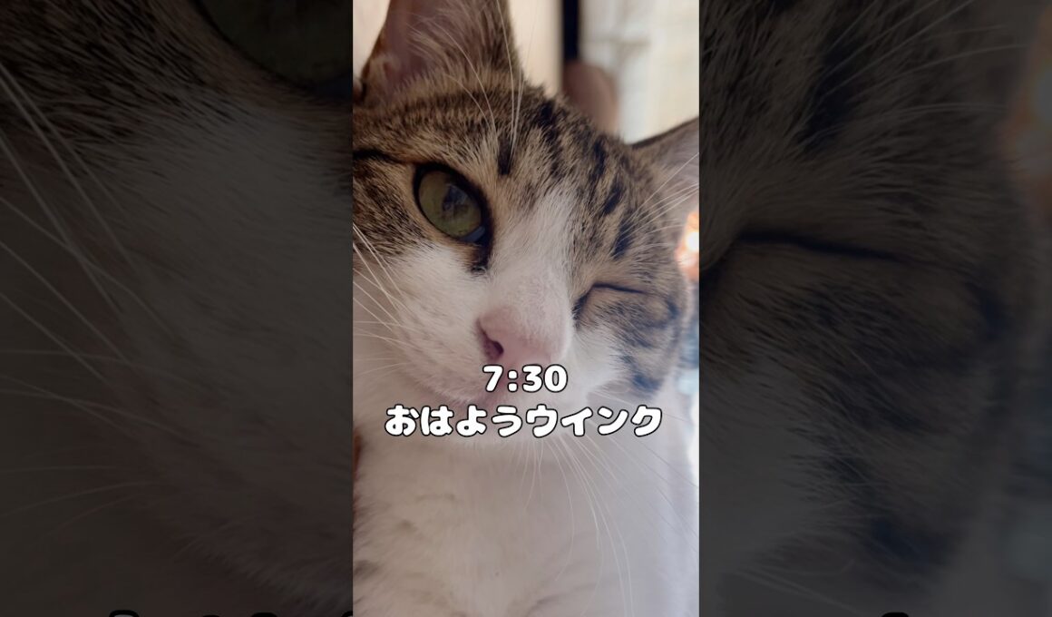【保護猫】子供のいる家猫の一日