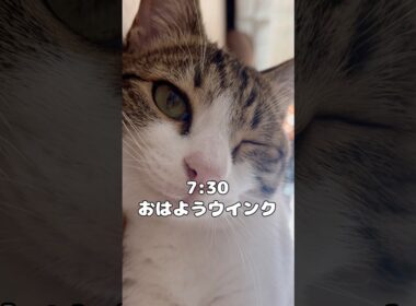 【保護猫】子供のいる家猫の一日