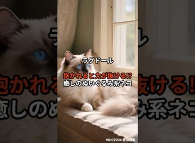 【ラグドール①】抱かれると力が抜ける!? 癒しのぬいぐるみ系ネコ #shorts #動物 #雑学 #猫 #ネコ