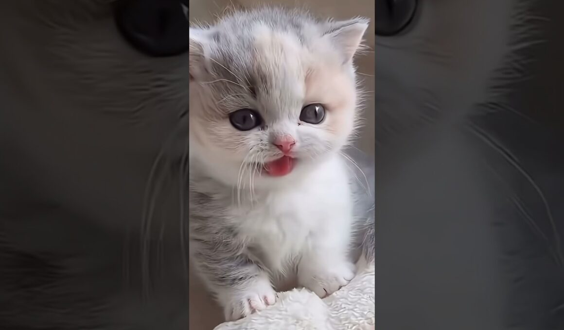 かわいいこねこちゃんまとめました🐱 #shorts #猫 #子猫 #cat #kitten #猫好きさんと繋がりたい #子ネコ #猫のいる暮らし