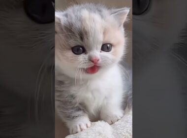 かわいいこねこちゃんまとめました🐱 #shorts #猫 #子猫 #cat #kitten #猫好きさんと繋がりたい #子ネコ #猫のいる暮らし