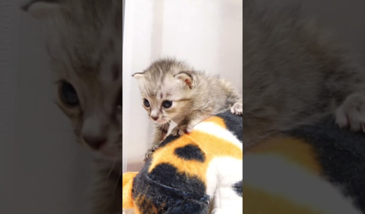 カワイイ鳴き声でぬいぐるみからゆっくりと降りる赤ちゃん子猫【赤ちゃん猫　保護猫】
