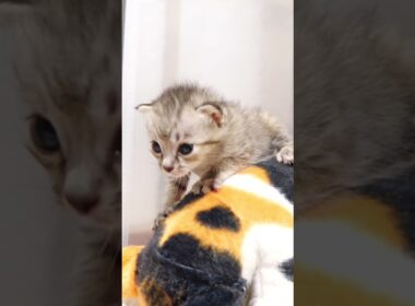 カワイイ鳴き声でぬいぐるみからゆっくりと降りる赤ちゃん子猫【赤ちゃん猫　保護猫】