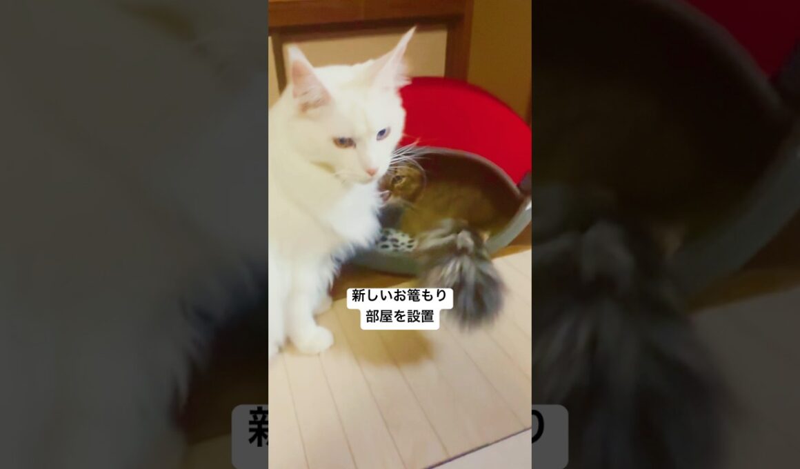 にゃんこの可愛いお篭もり部屋🐱#shorts #メインクーン #cat