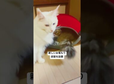 にゃんこの可愛いお篭もり部屋🐱#shorts #メインクーン #cat