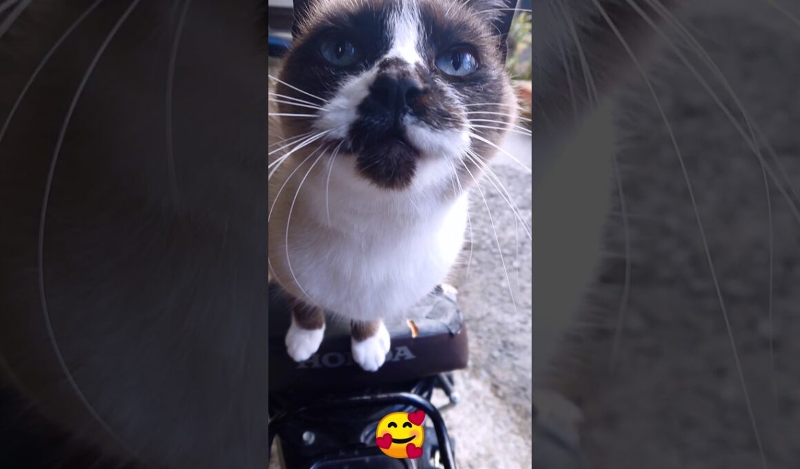 今朝のシャム猫さん🐾 #ねこ #Shorts #ねこ #cat