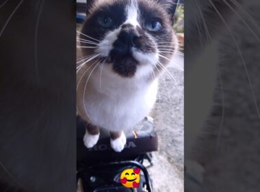 今朝のシャム猫さん🐾 #ねこ #Shorts #ねこ #cat