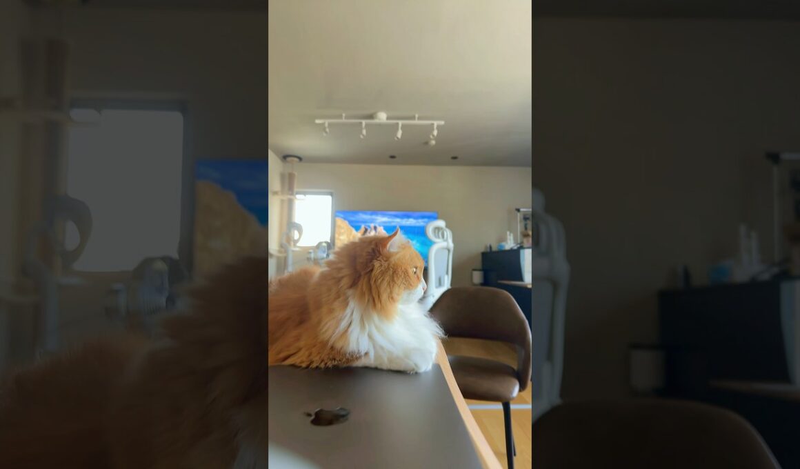 #猫 #猫のいる暮らし #アメリカンカール #ジンバル