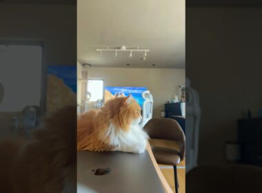 #猫 #猫のいる暮らし #アメリカンカール #ジンバル