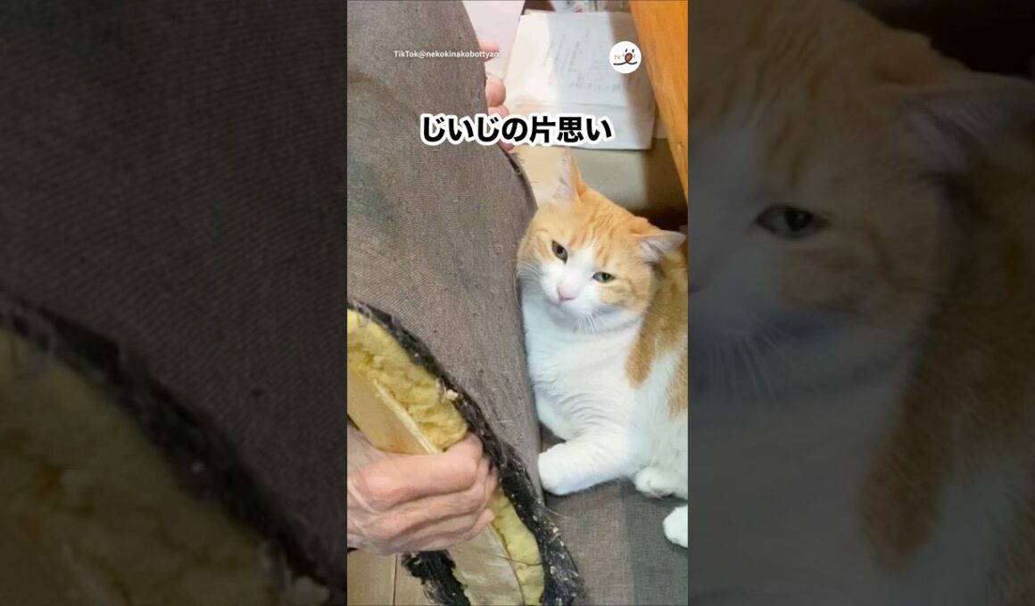 じいじと猫｜PECO