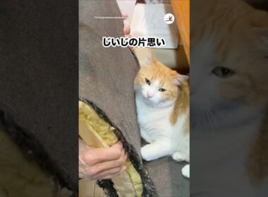 じいじと猫｜PECO