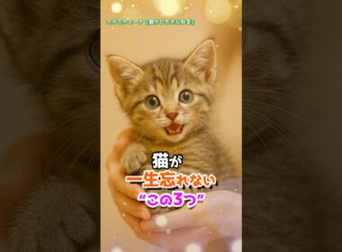 猫が一生忘れない“この3つ” #保護猫 #猫のいる暮らし #猫好きさんと繋がりたい