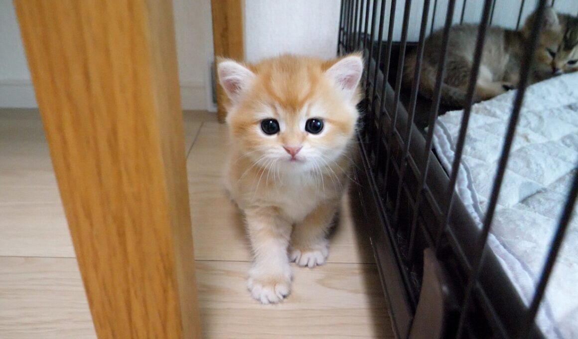 Cute kitten who tried to hide but was caught by Mama Cat in the blink of an eye...