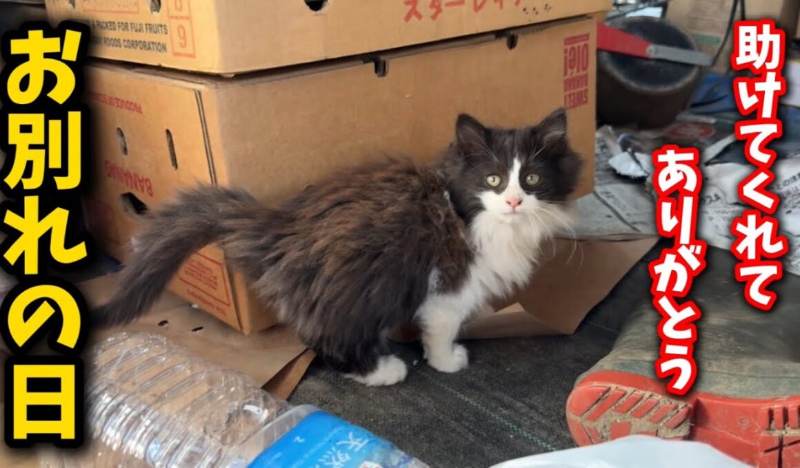 農家のビニールハウスに住み着いた子猫が幸せへと旅立ちました