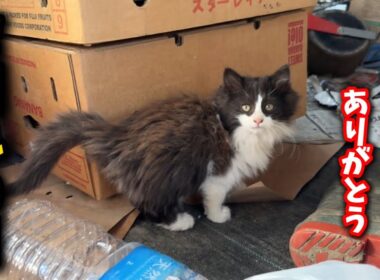 農家のビニールハウスに住み着いた子猫が幸せへと旅立ちました