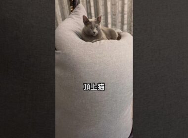 ロシアンブルー | 頂上が好きな猫 | Russian Blue cat