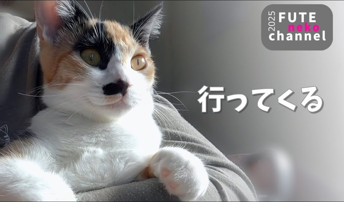 ちっとも勝てない子猫はすごすごと諦めたのであった【保護子猫】