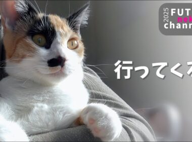 ちっとも勝てない子猫はすごすごと諦めたのであった【保護子猫】