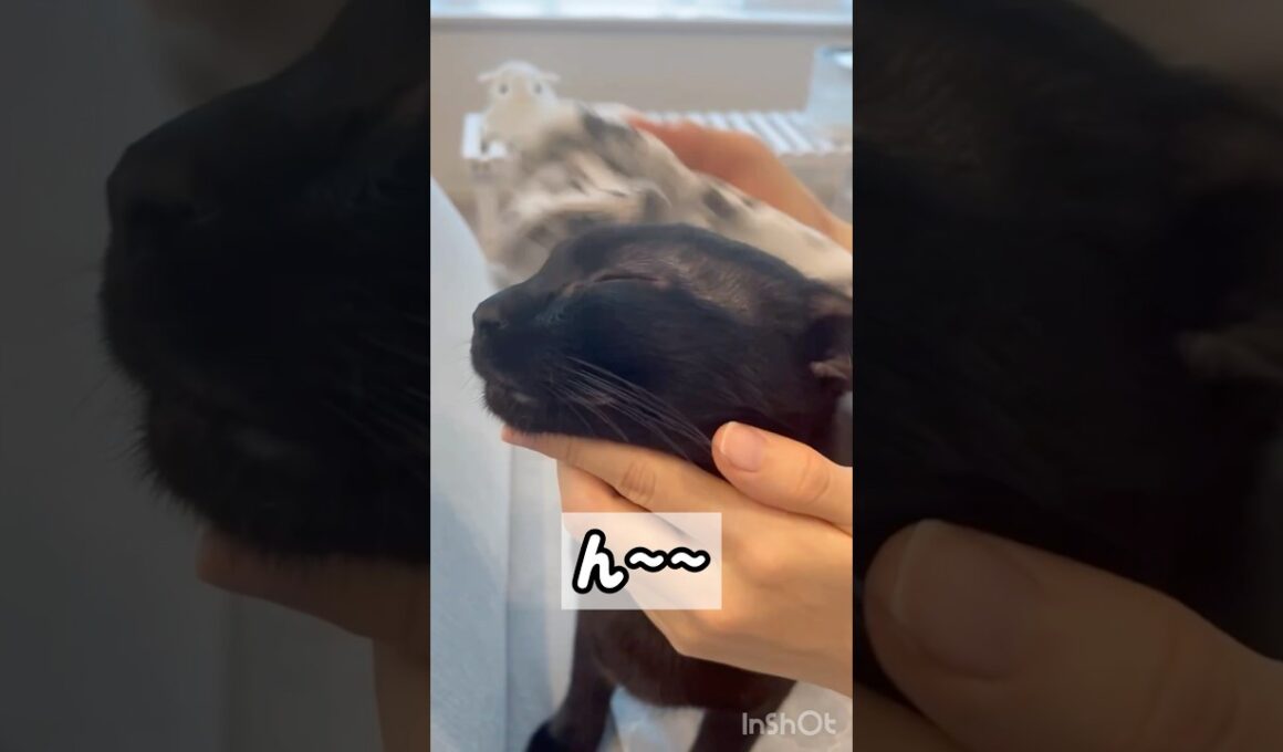 蒸しタオルでうっとり黒猫ボンベイ　#子猫 #cat #ねこ動画 #ねこ #猫 #ねこのいる生活 #ねこのいる暮らし #かわいい #癒やし