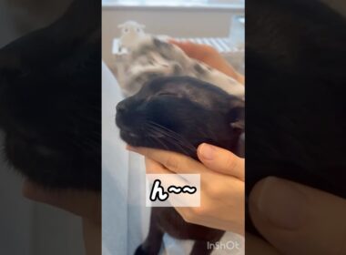 蒸しタオルでうっとり黒猫ボンベイ　#子猫 #cat #ねこ動画 #ねこ #猫 #ねこのいる生活 #ねこのいる暮らし #かわいい #癒やし